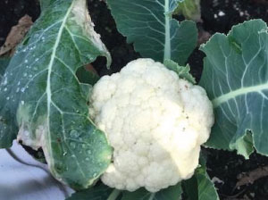 A very fresh, white cauliflower surrounded by dark green leaves.