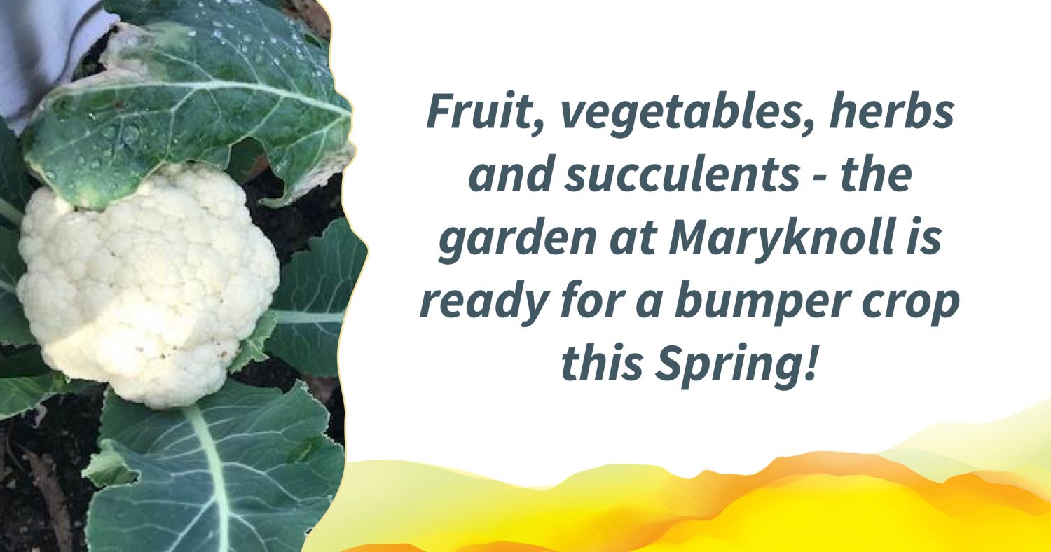 A photo of a fresh cauliflower. Text alongside reads: "Fruit, vegetables, herbs and succulents - the garden at Maryknoll is ready for a bumper crop this Spring!"