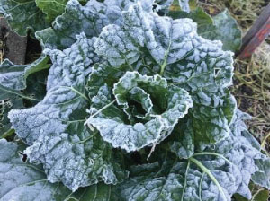 Dark green leaves growing in a radial shape, covered in thick white frost.