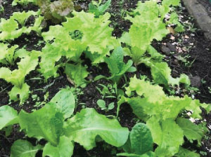 A garden bed with many bright green lettuce plants growing.
