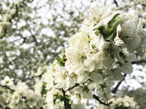 A branch covered in brilliant small white flowers.