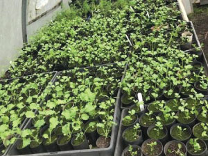 Celery seedlings growing in a greenhouse.